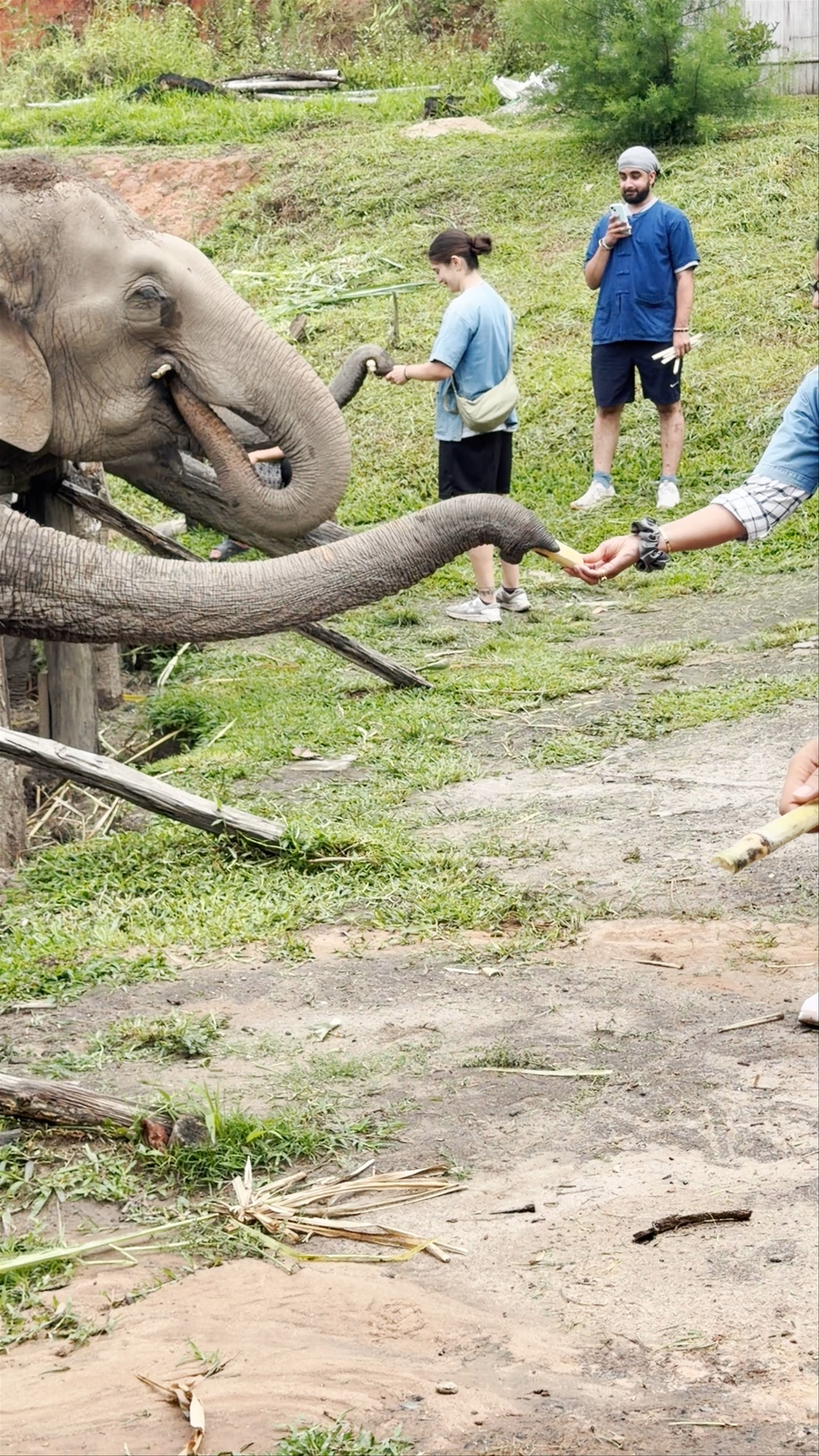 LIVING GREEN ELEPHANT SANCTUARY(BANGKOK&PATTAYA)