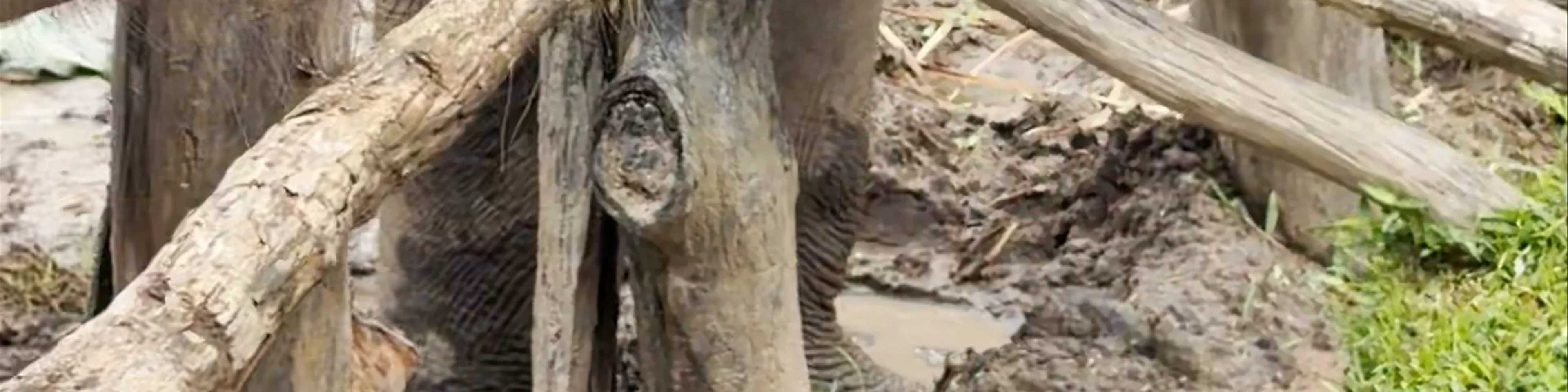 LIVING GREEN ELEPHANT SANCTUARY(BANGKOK&PATTAYA)