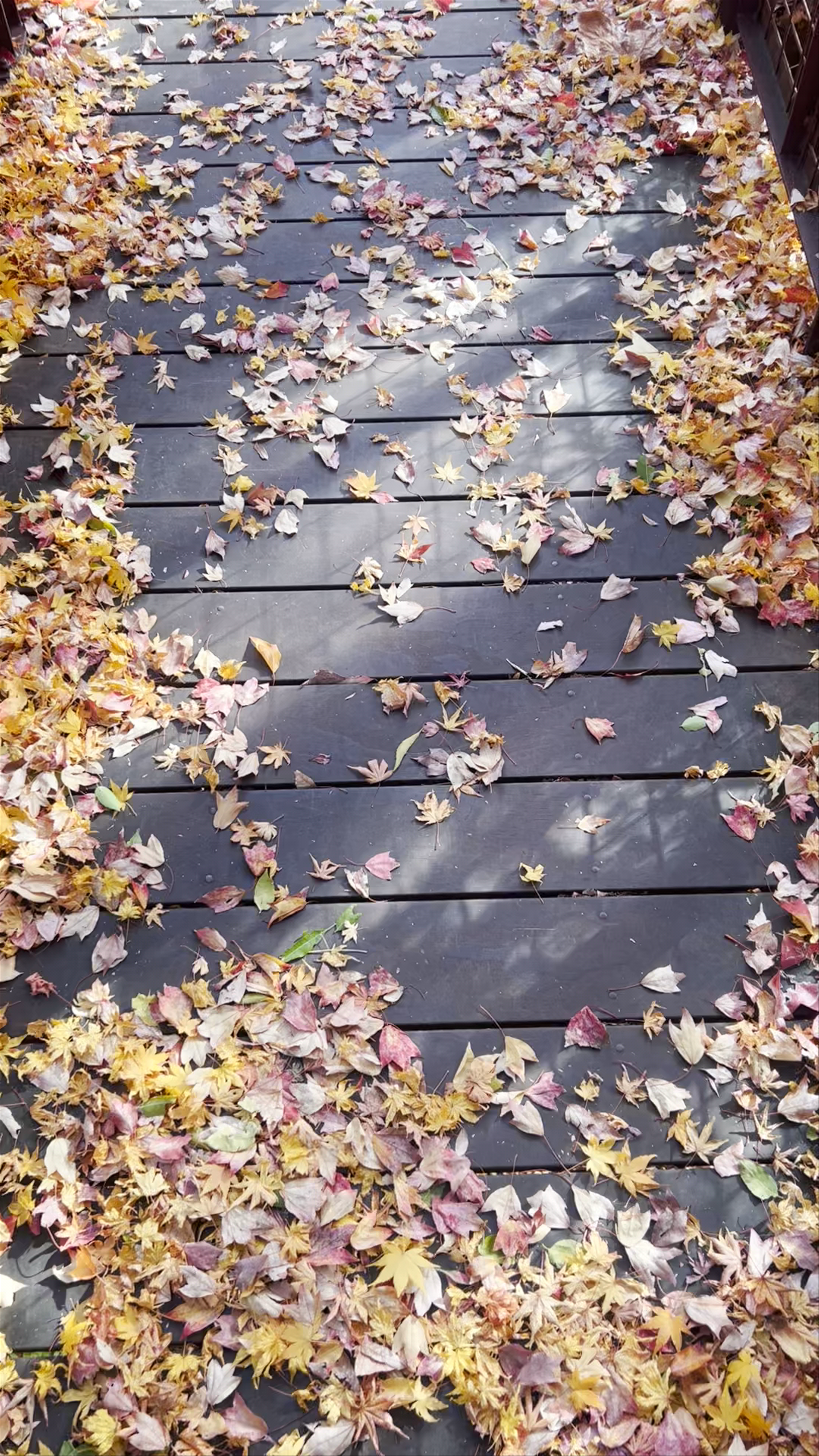 Autumn Bliss at Expo '70 Commemorative Park in Suita, Osaka