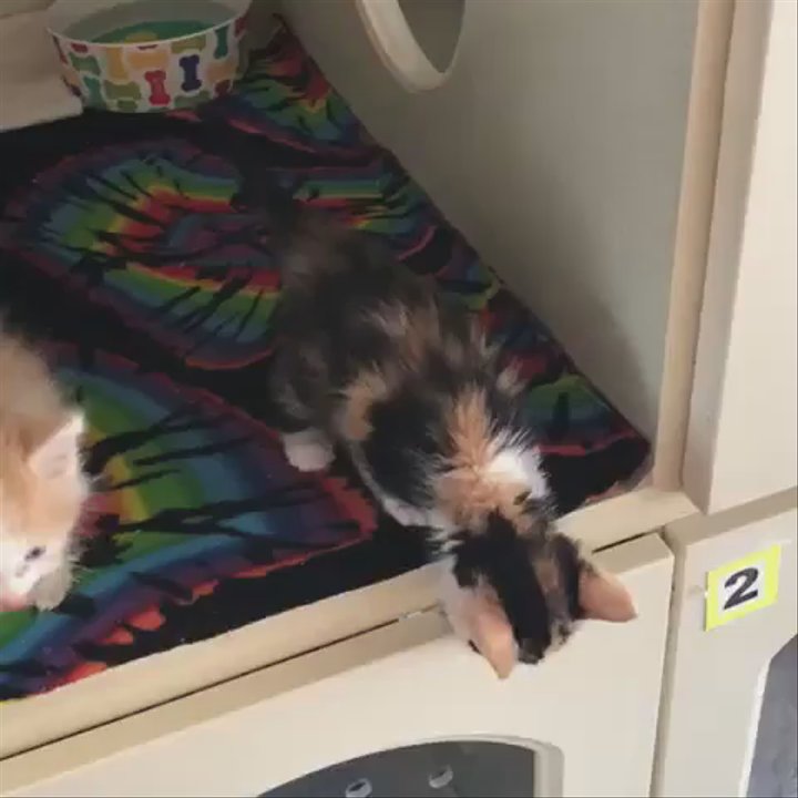 Too Cute Kitten Rescue - Animal Shelters Near Me - Brawley, California