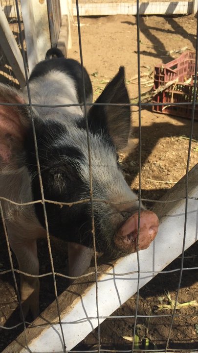 Eli's Farms - Pigs - CSA Near Me - Fallbrook, California