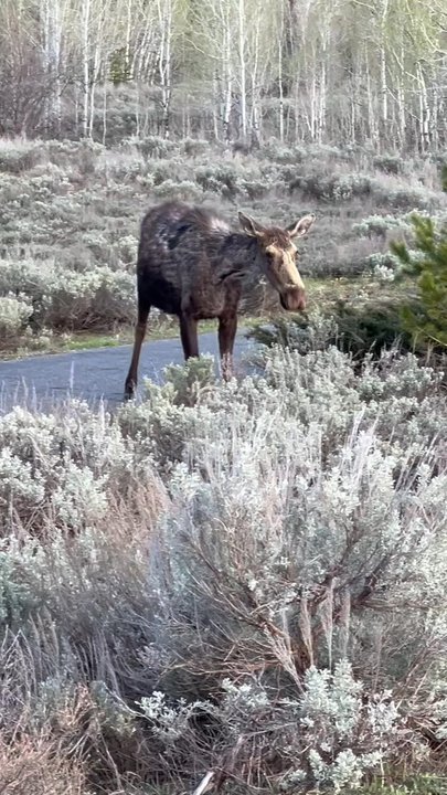 Moose Junction - Moose super close! - Tours Near Me - Moose, Wyoming