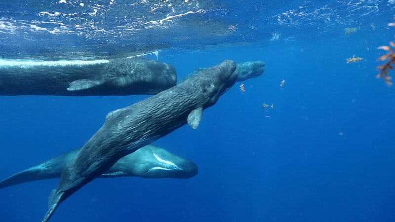 Pod of Sperm Whales in Dominica poster
