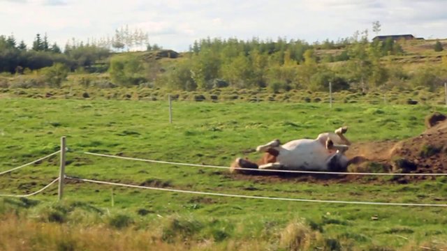 Horse rolling on the grass