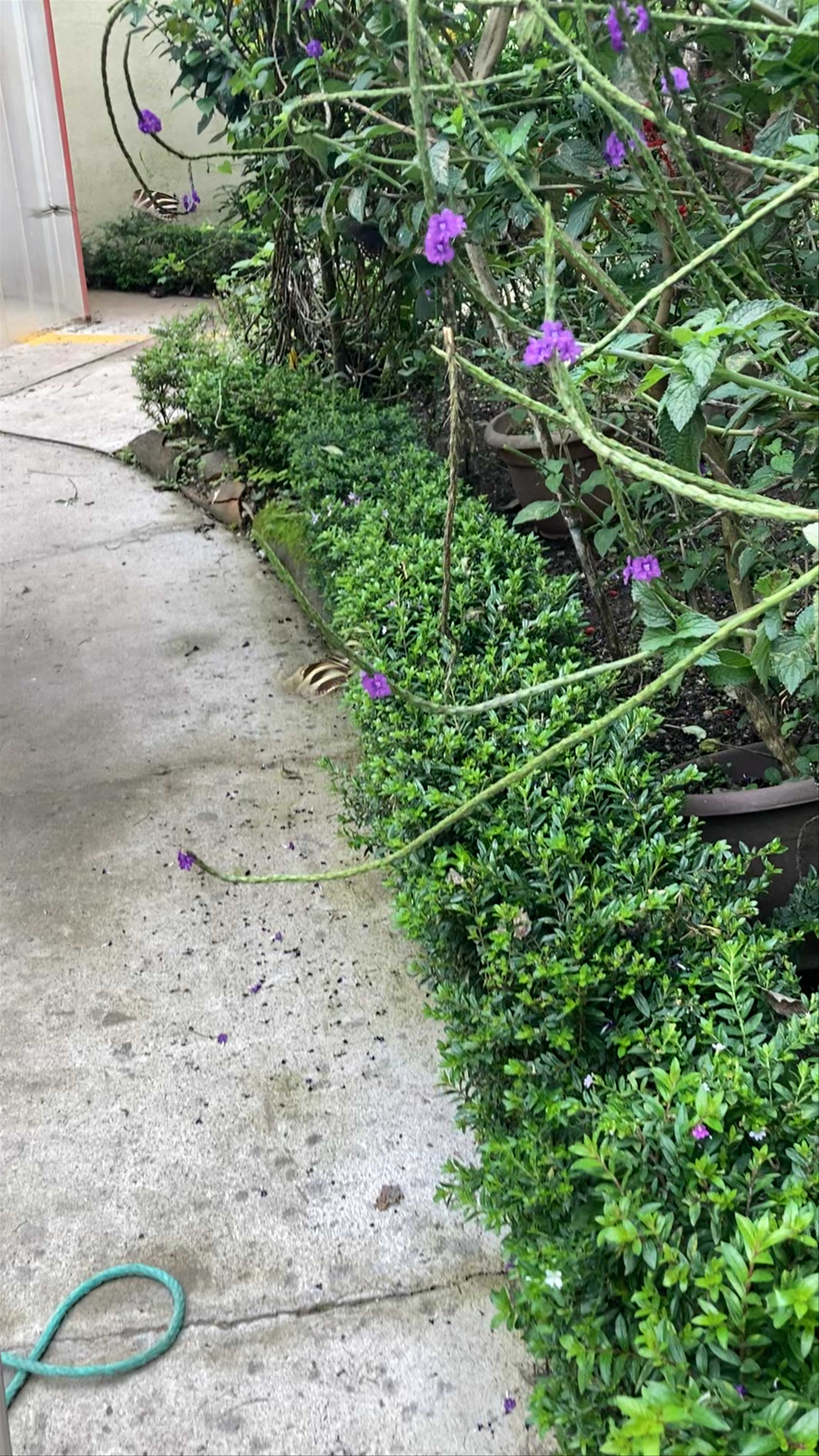 Reserva Natural Atitlán