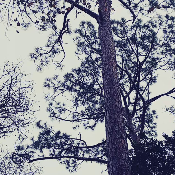 Howell Park - Parks Near Me - Atlantic Beach, Florida