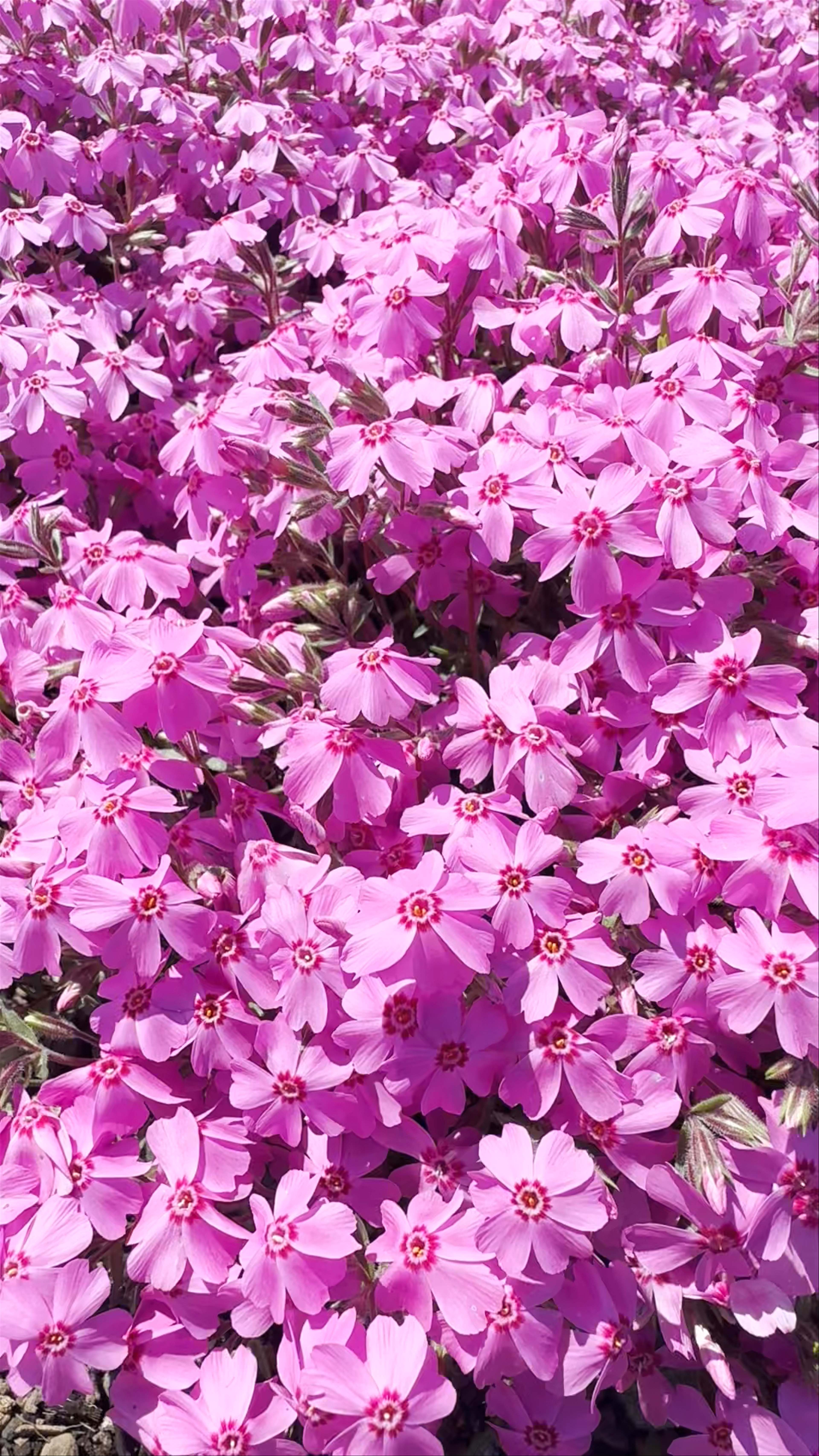 Fuji Shiba-sakura Festival Observation Deck