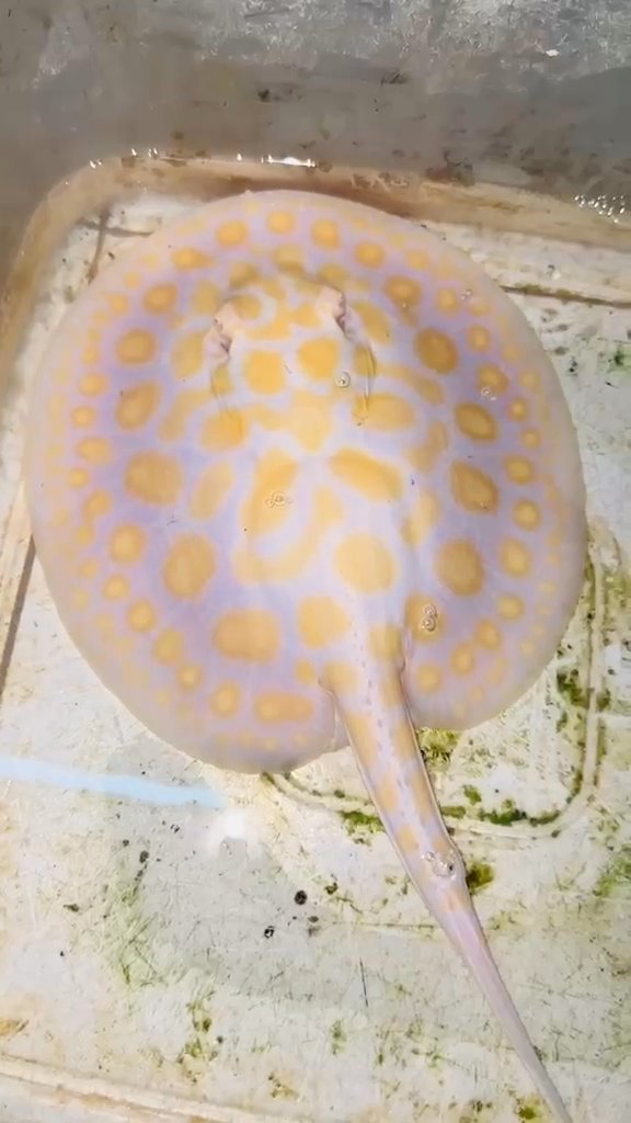 Stingrays