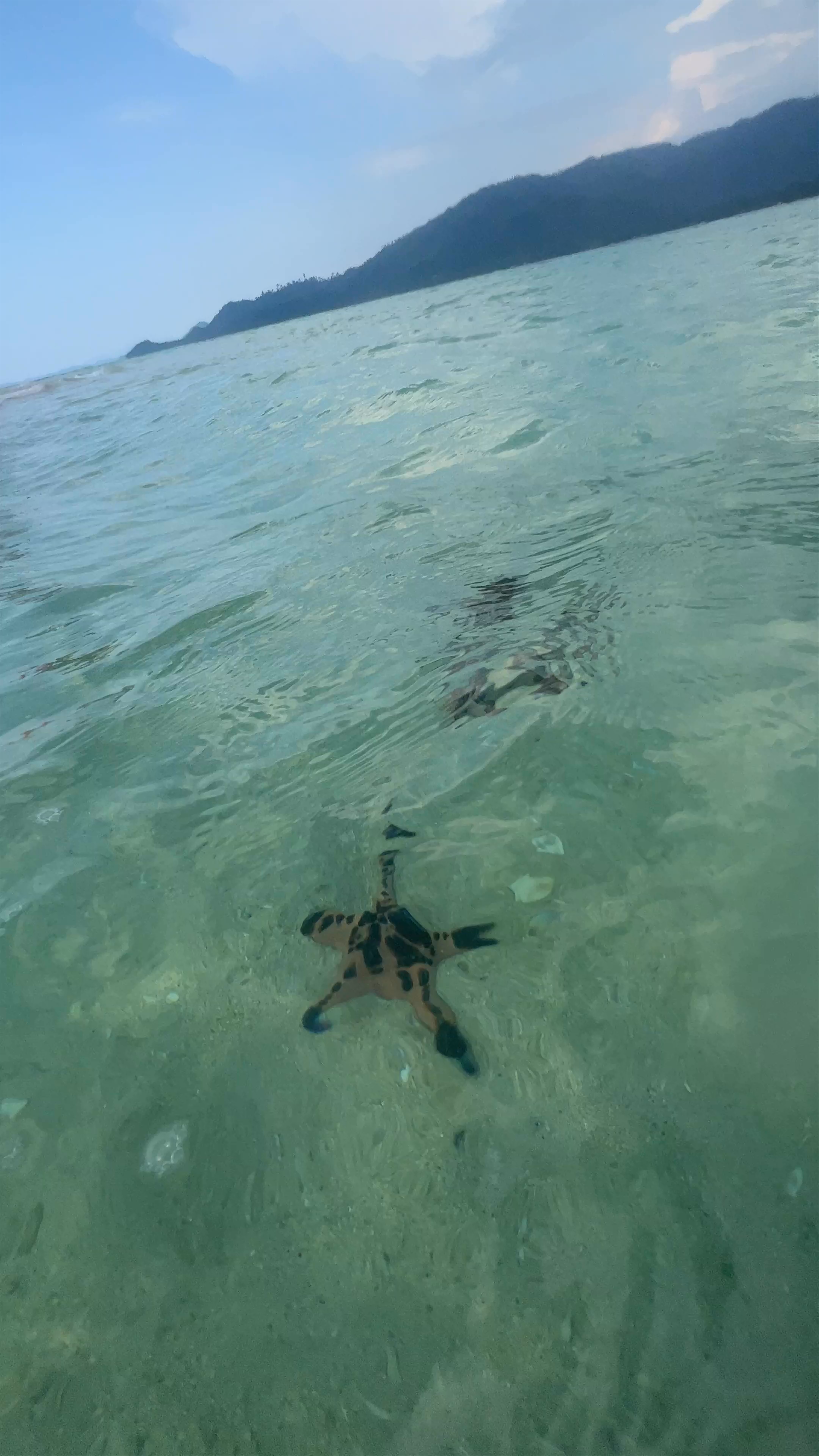 Discover Starfish Island: Tropical Serenity in Palawan, Philippines