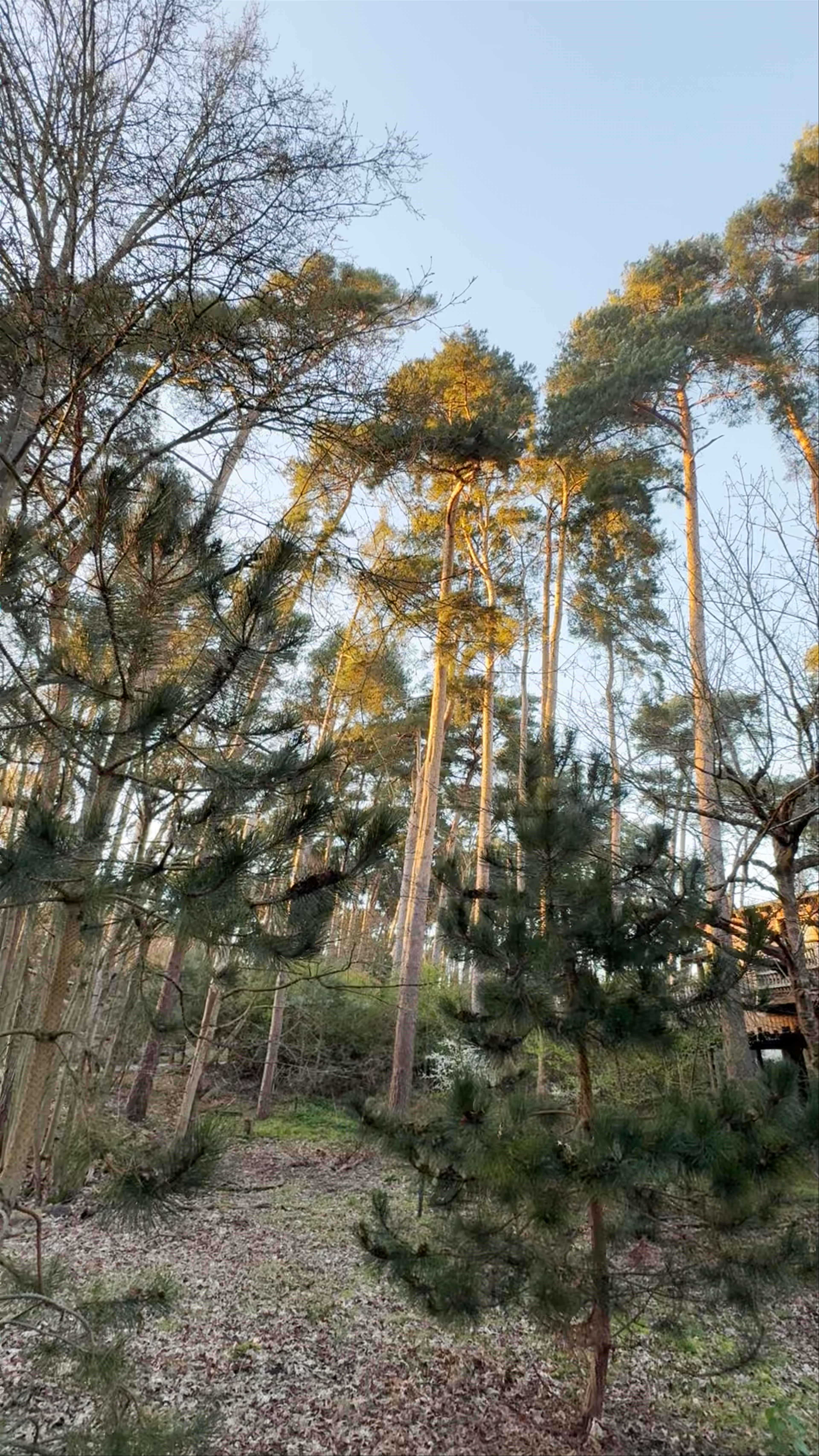 Center Parcs Woburn Winter Wonderland