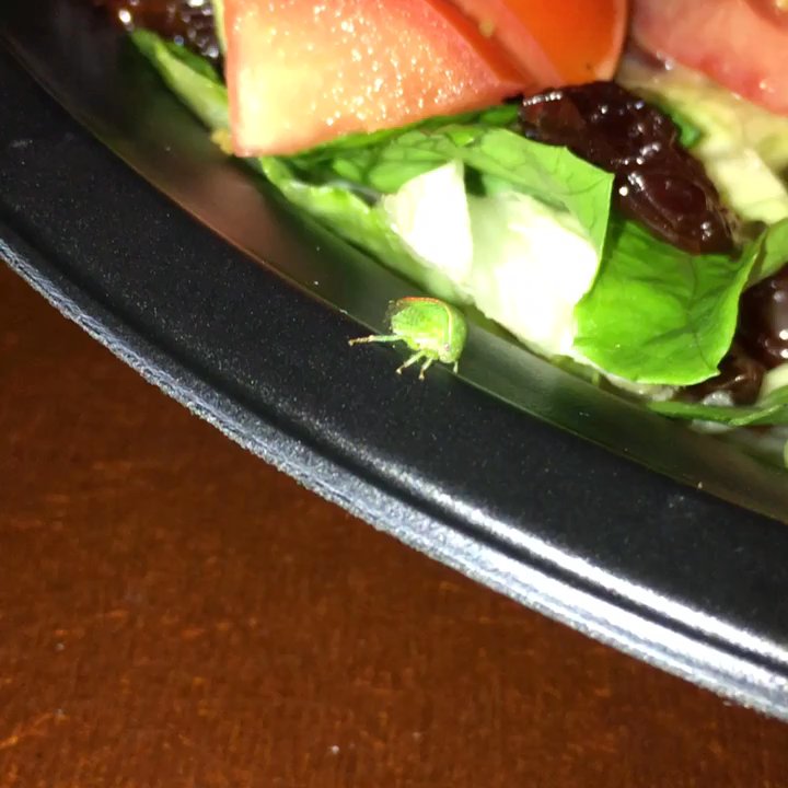 Thunderbird II Pizza - Here's my buddy , sharing my salad with me! - Pizza Near Me - Springfield, Pennsylvania