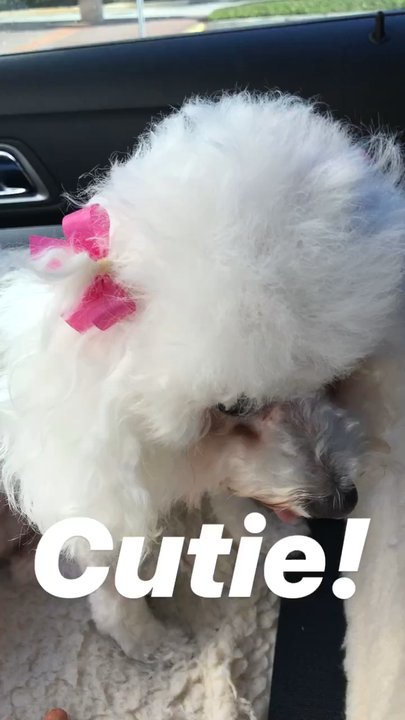 Poochie Spa - The food nail result on the way home - Pet Groomers Near Me - Jacksonville, Florida