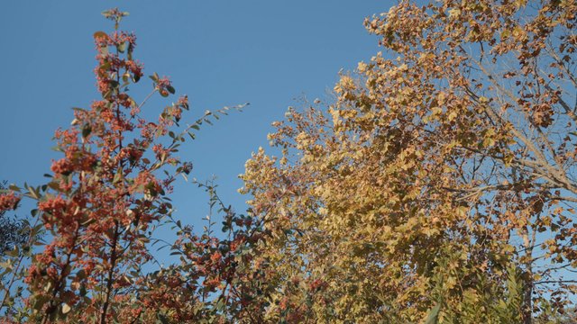 The wind moving through some yellow autumn trees