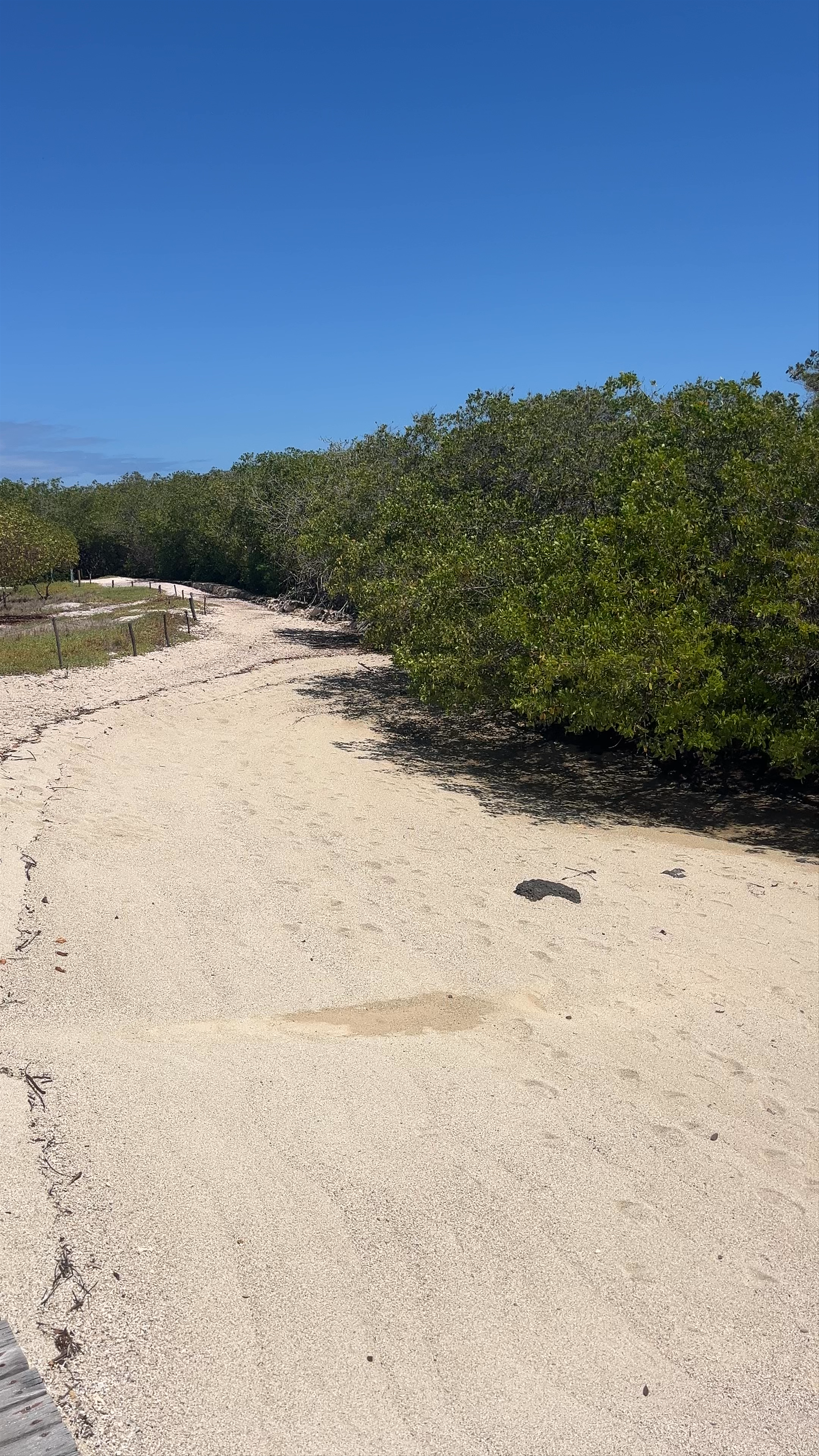 Playa los Alemanes: Tranquil Mangrove Escape in Puerto Ayora