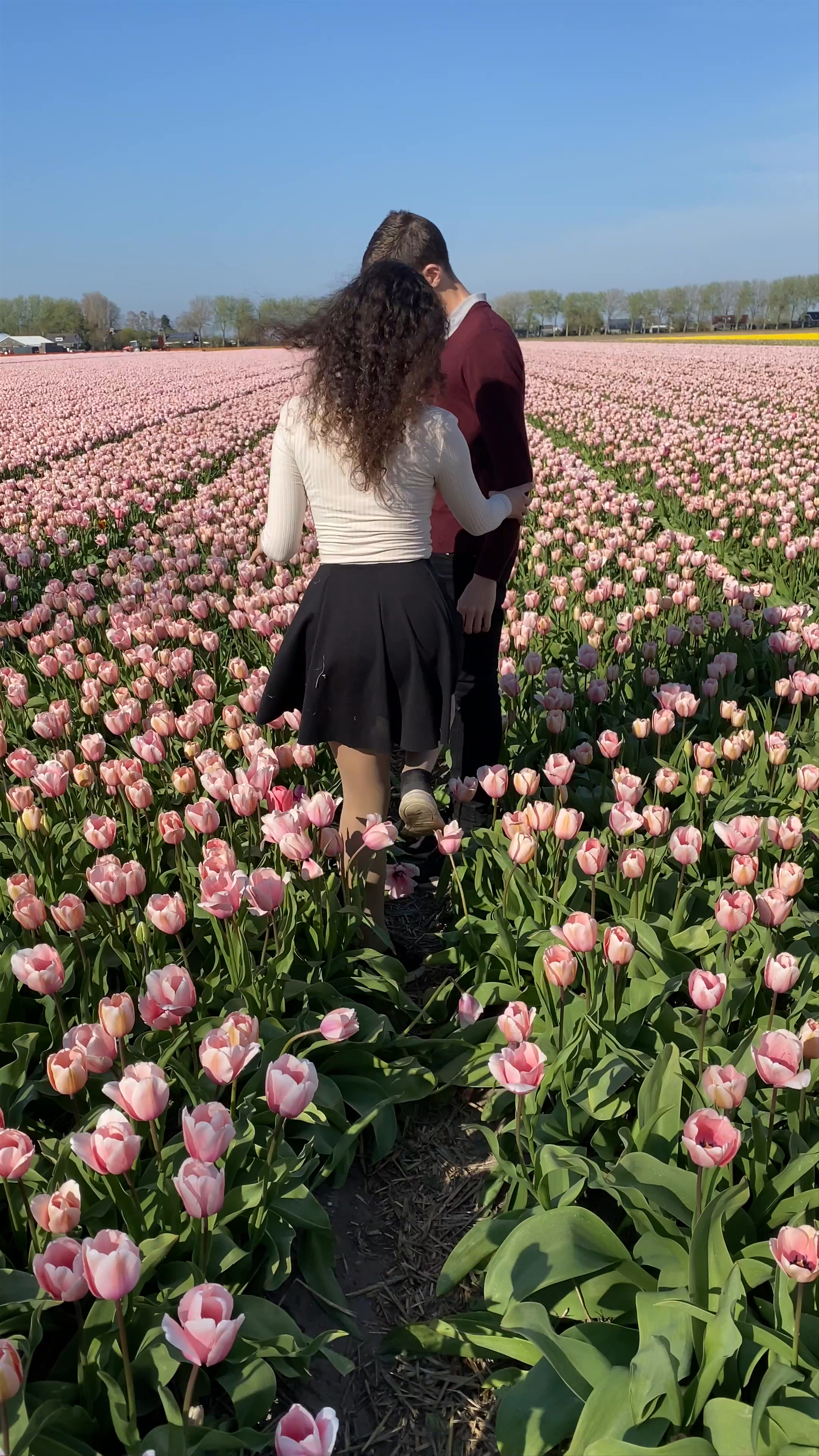 Walking Through Endless Pink Tulip Fields in Hillegom, Netherlands