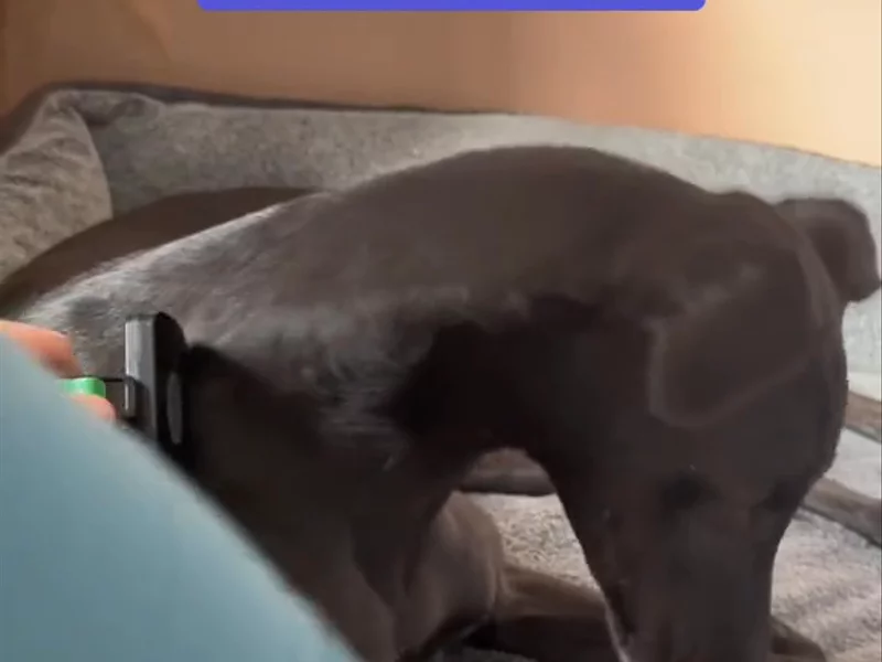 Greyhounds don't shed