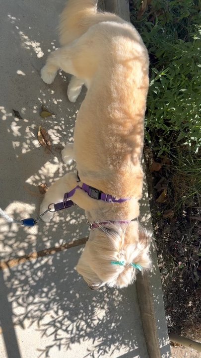 Wet Paws - She looks and feels great! - Pet Groomers Near Me - Altadena, California
