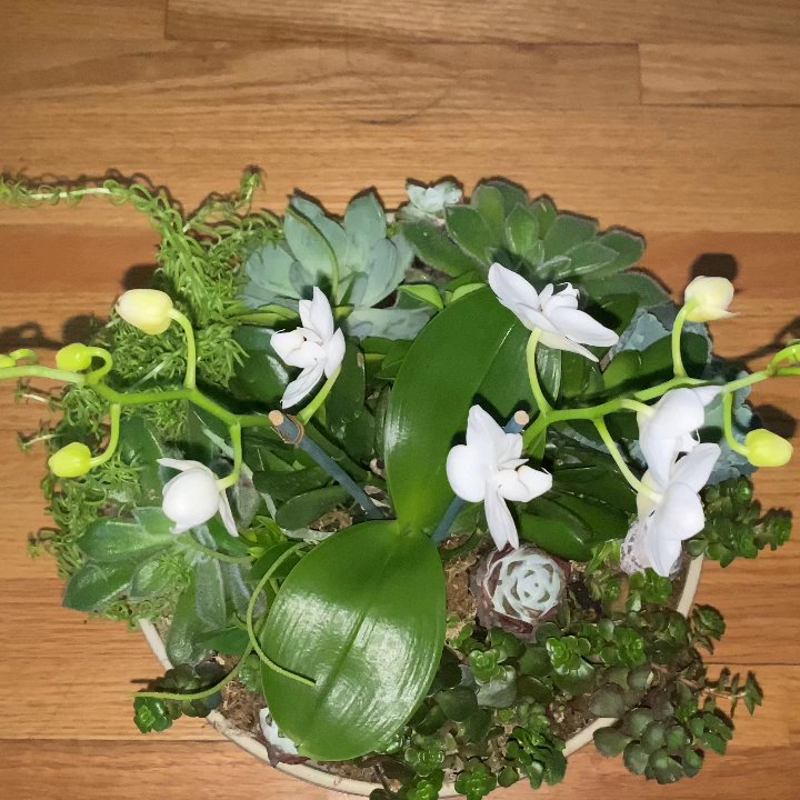 Flower Express - Valentines Day Live Plants. - Florists Near Me - Nashville, Tennessee