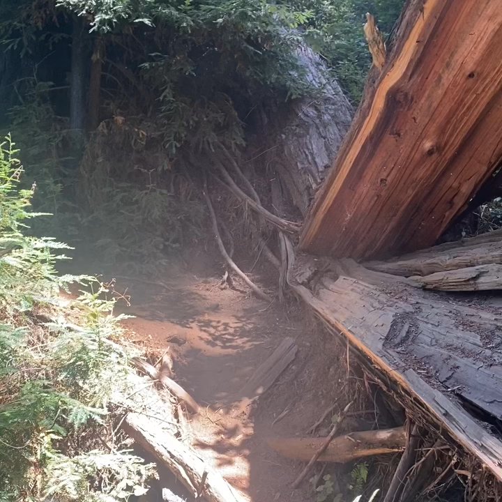 Tanbark Trail - Hiking Near Me - Big Sur, California