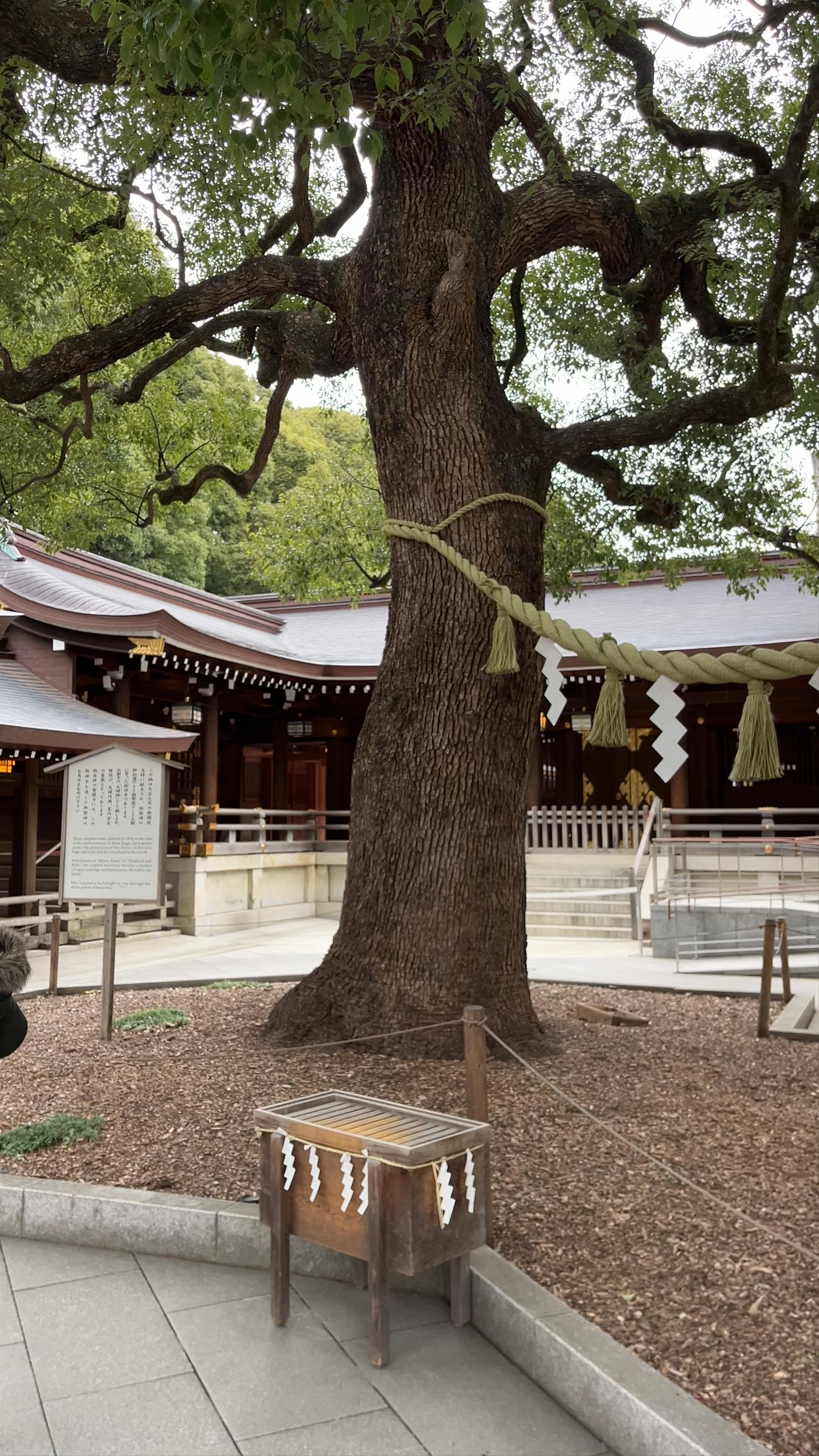 Couple Camphor Trees