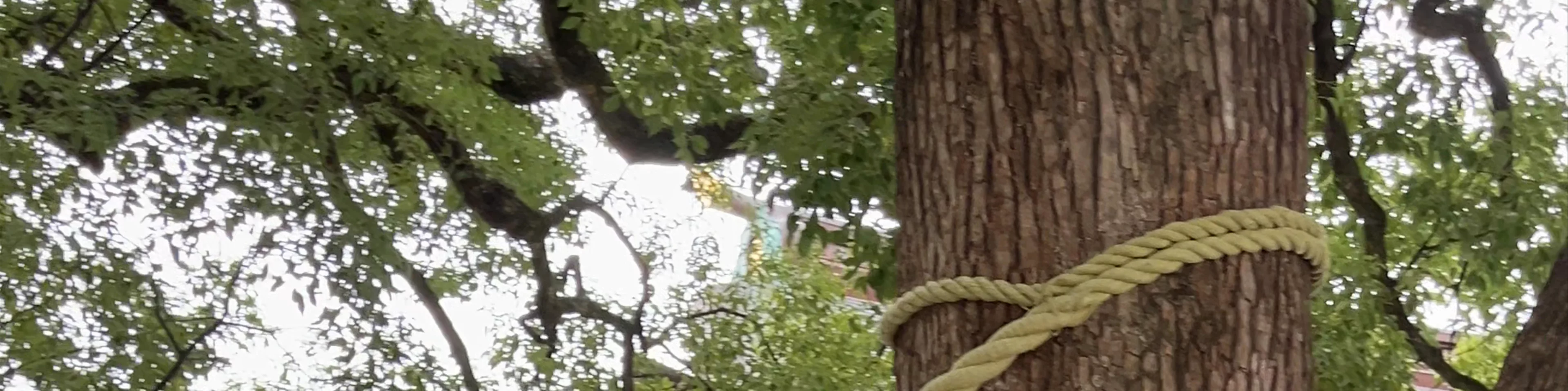 Couple Camphor Trees