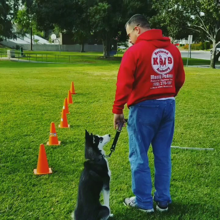 Restored k-9 Academy - Pet Training Near Me