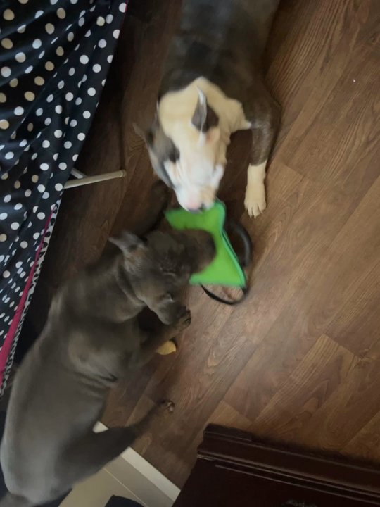 The Pitbull Store - Pet Stores Near Me - Phoenix, Arizona