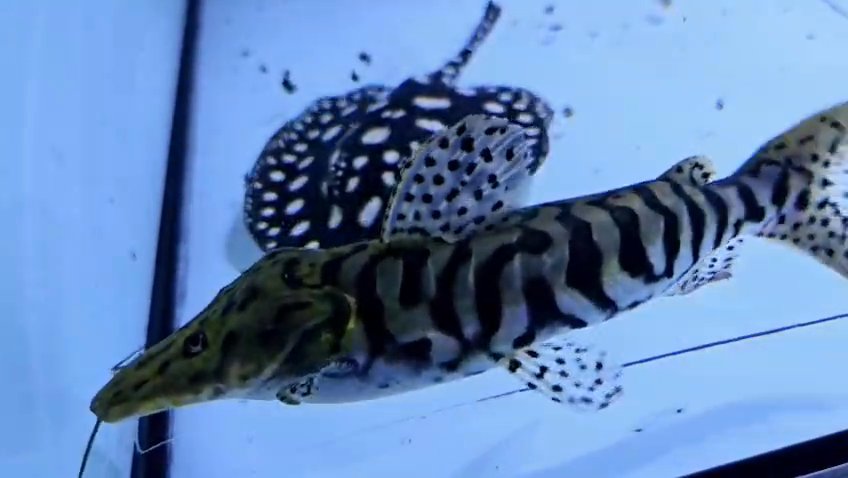 Tiger shovelnose catfish