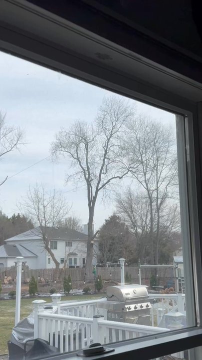 EDZ Tree Service - Damages - Tree Services Near Me