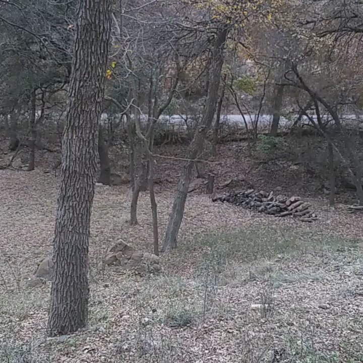 Brad's Tree Service - A video of a job that was done in Brownwood, Tx out past the hospital. - Tree Services Near Me - Abilene, Texas