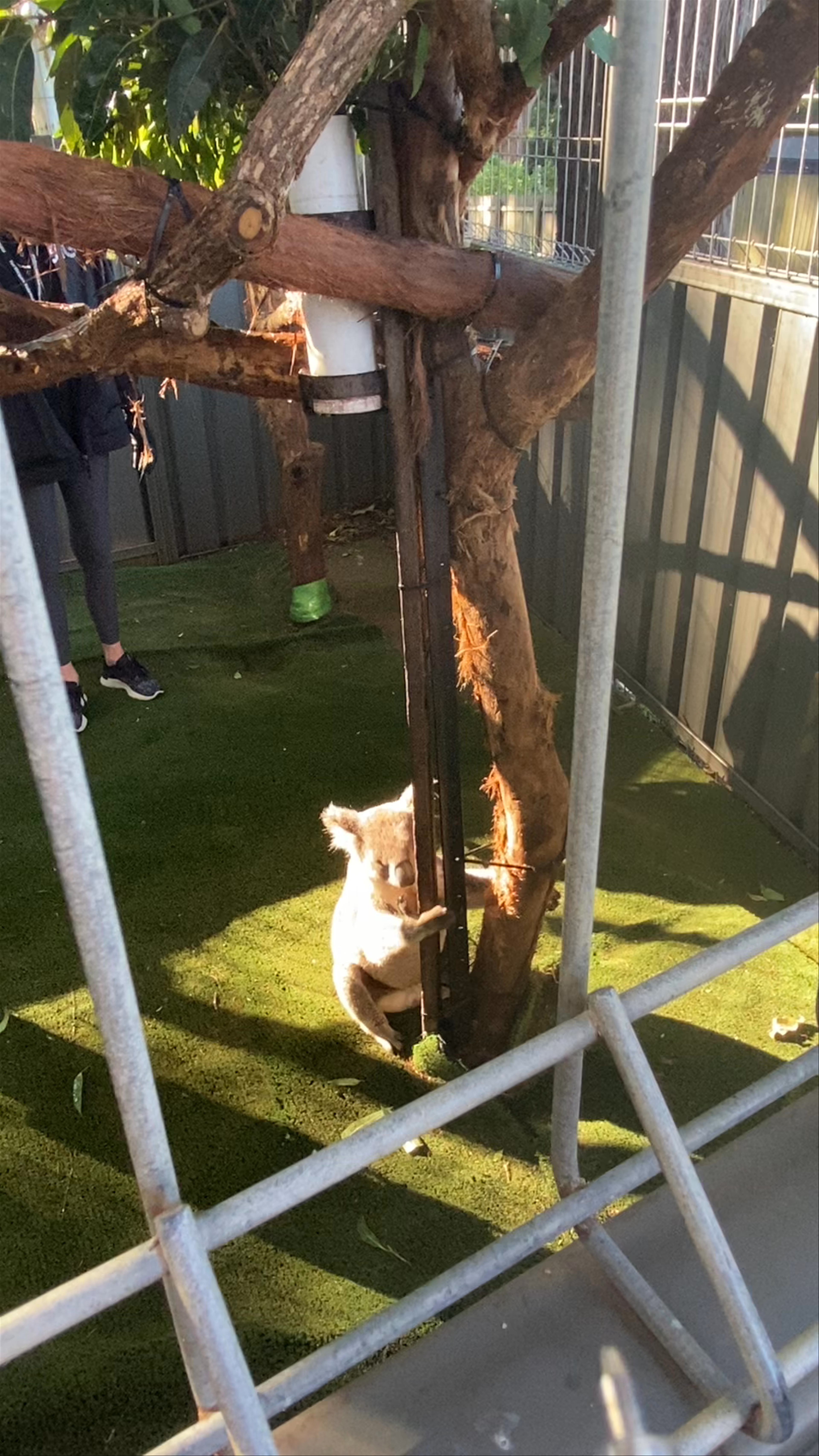 Port Stephens Koala Sanctuary