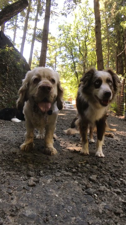 Ry The Pet Guy - Roxy & Leo - Pet Sitting Near Me