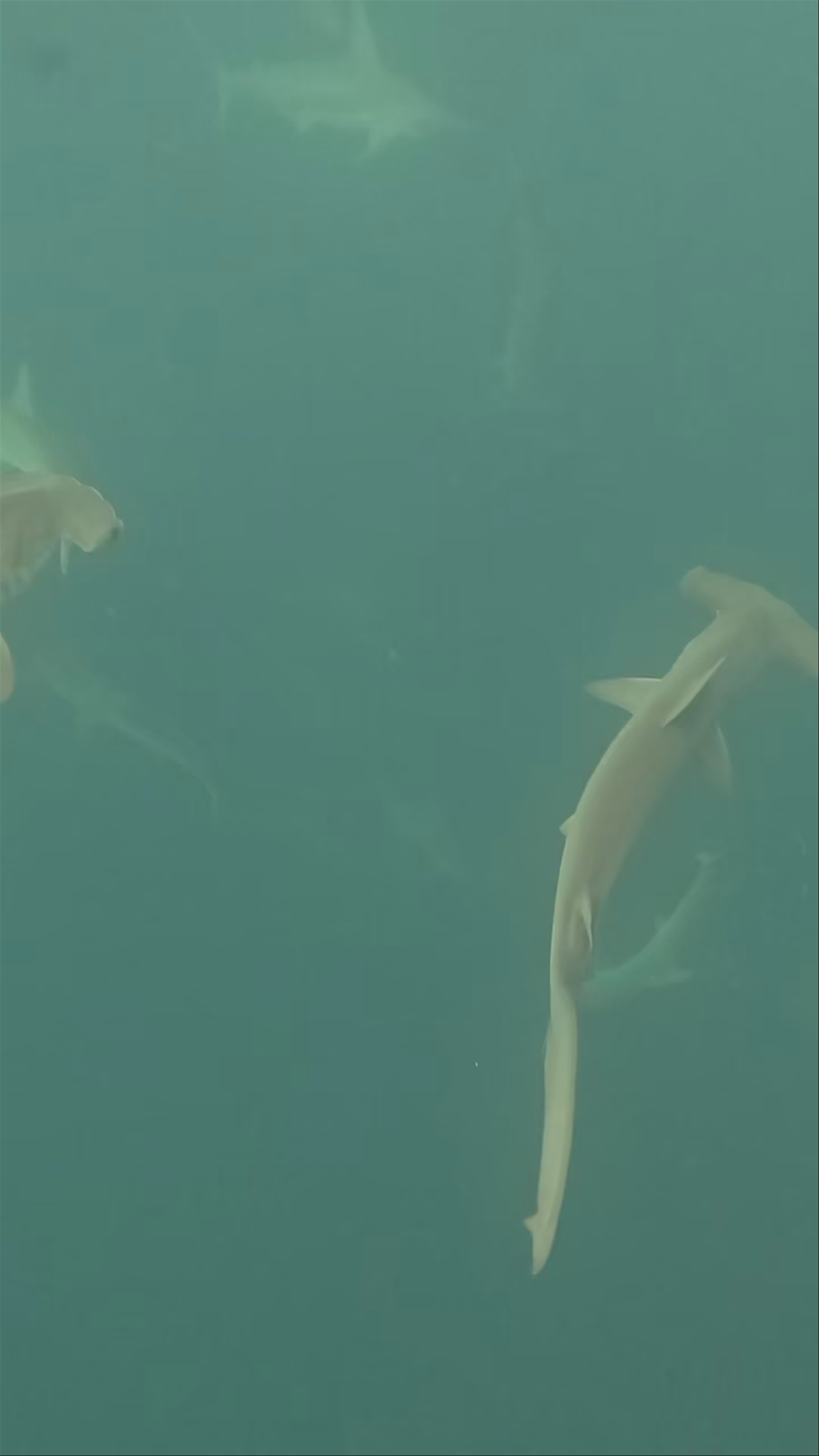 Underwater Shark Encounter at Kicker Rock, San Cristobal, Ecuador