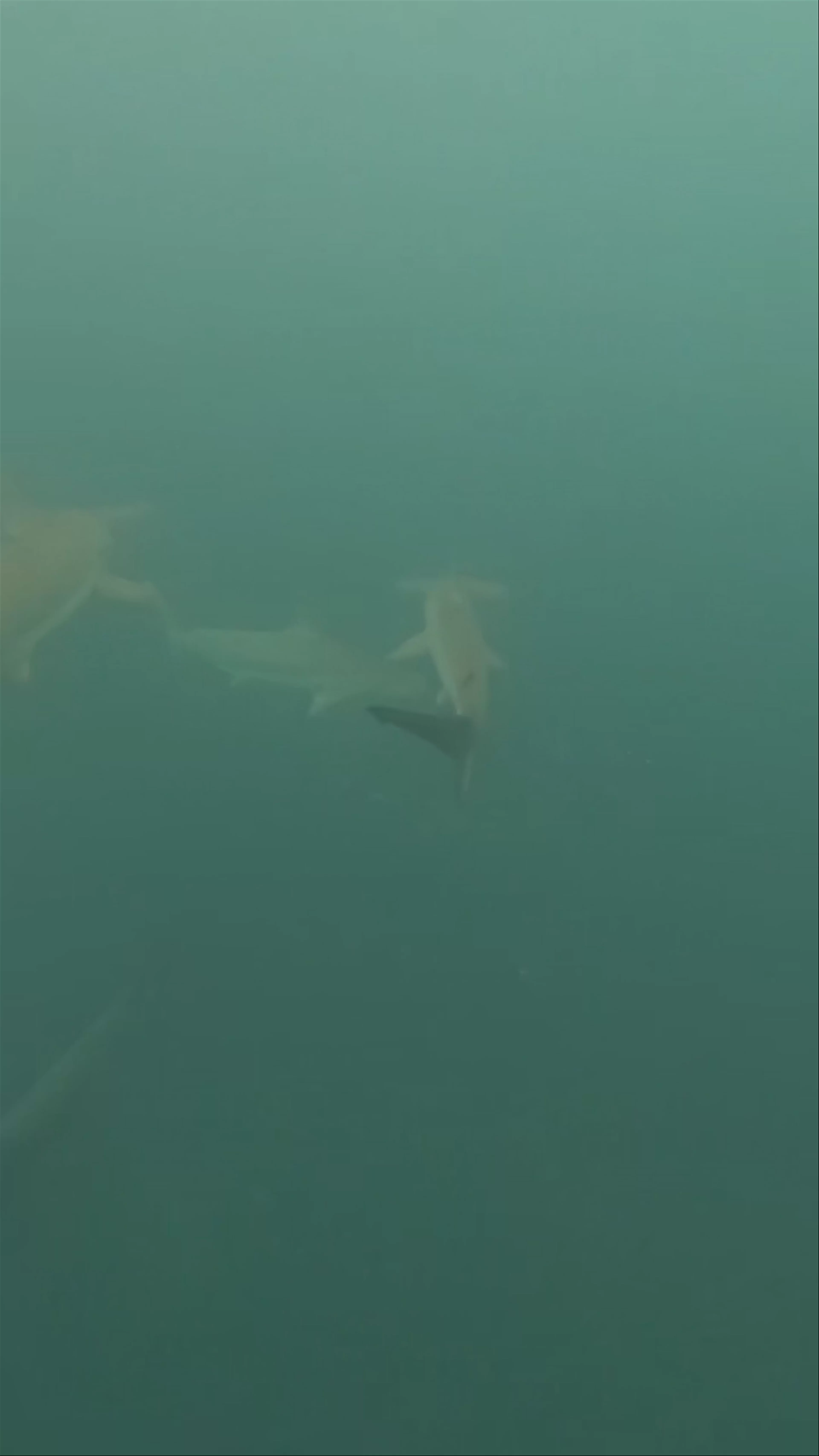 Galapagos Islands
