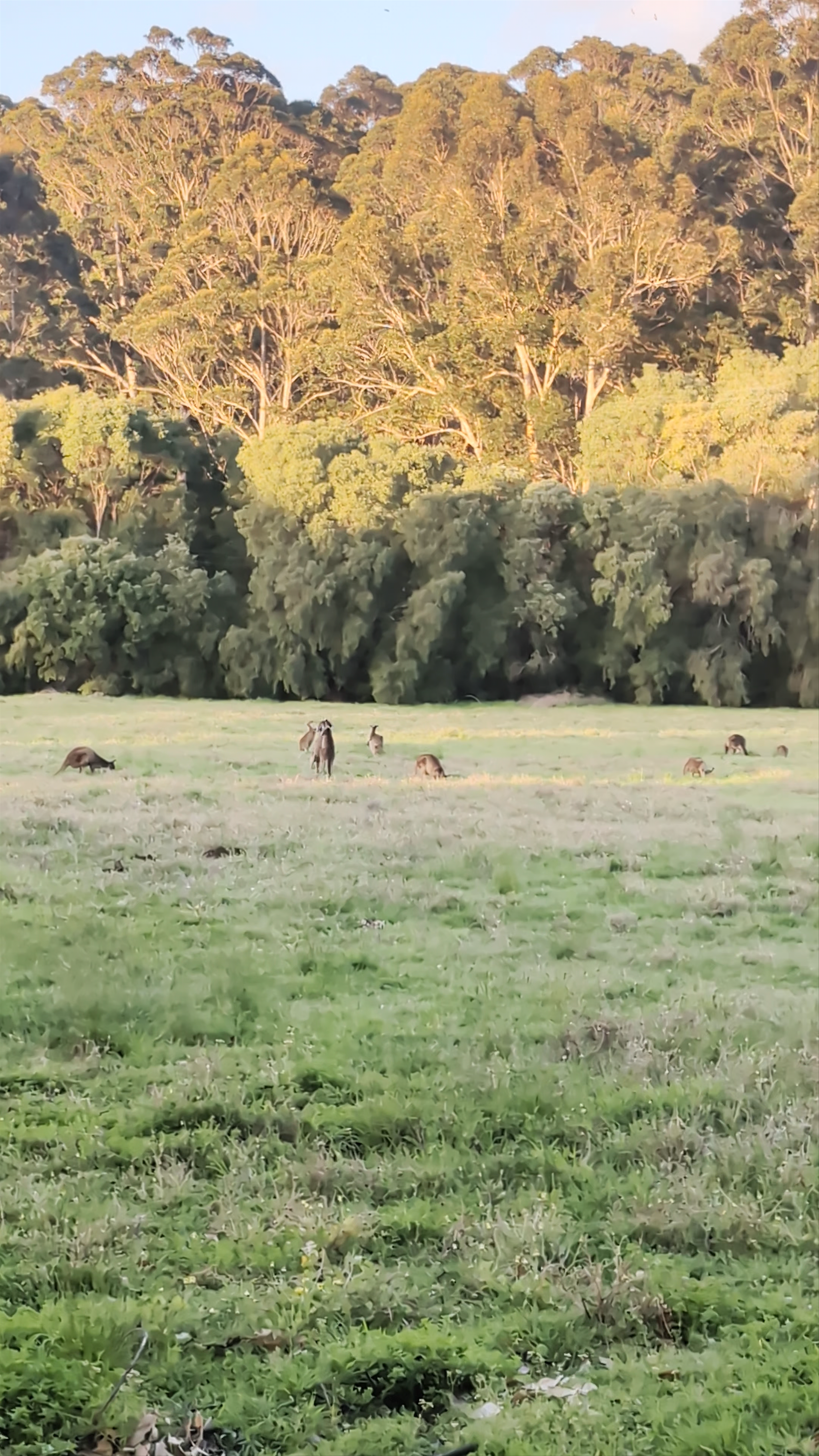 RAC Karri Valley Resort