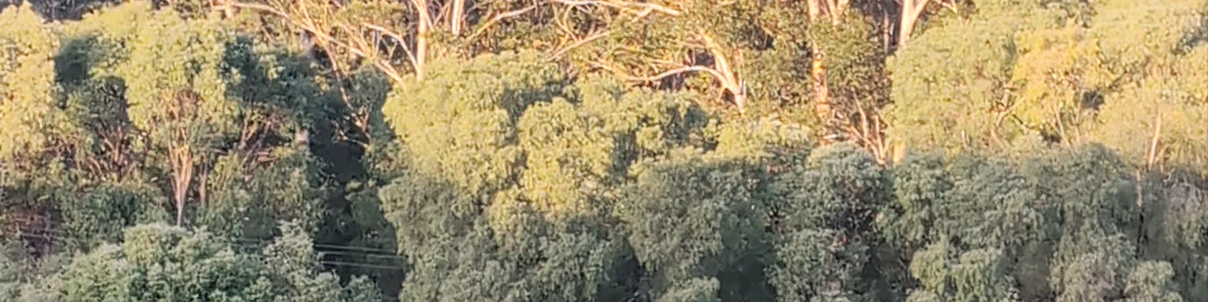 RAC Karri Valley Resort