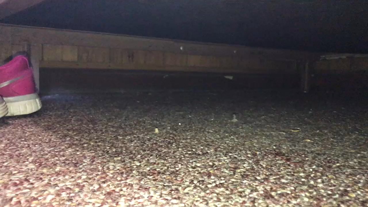 Maples Motel - Underneath our bed at Maple Motel, the owner clearly only cleaned where he thought we would look! - Hotels Near Me - Sandusky, Ohio