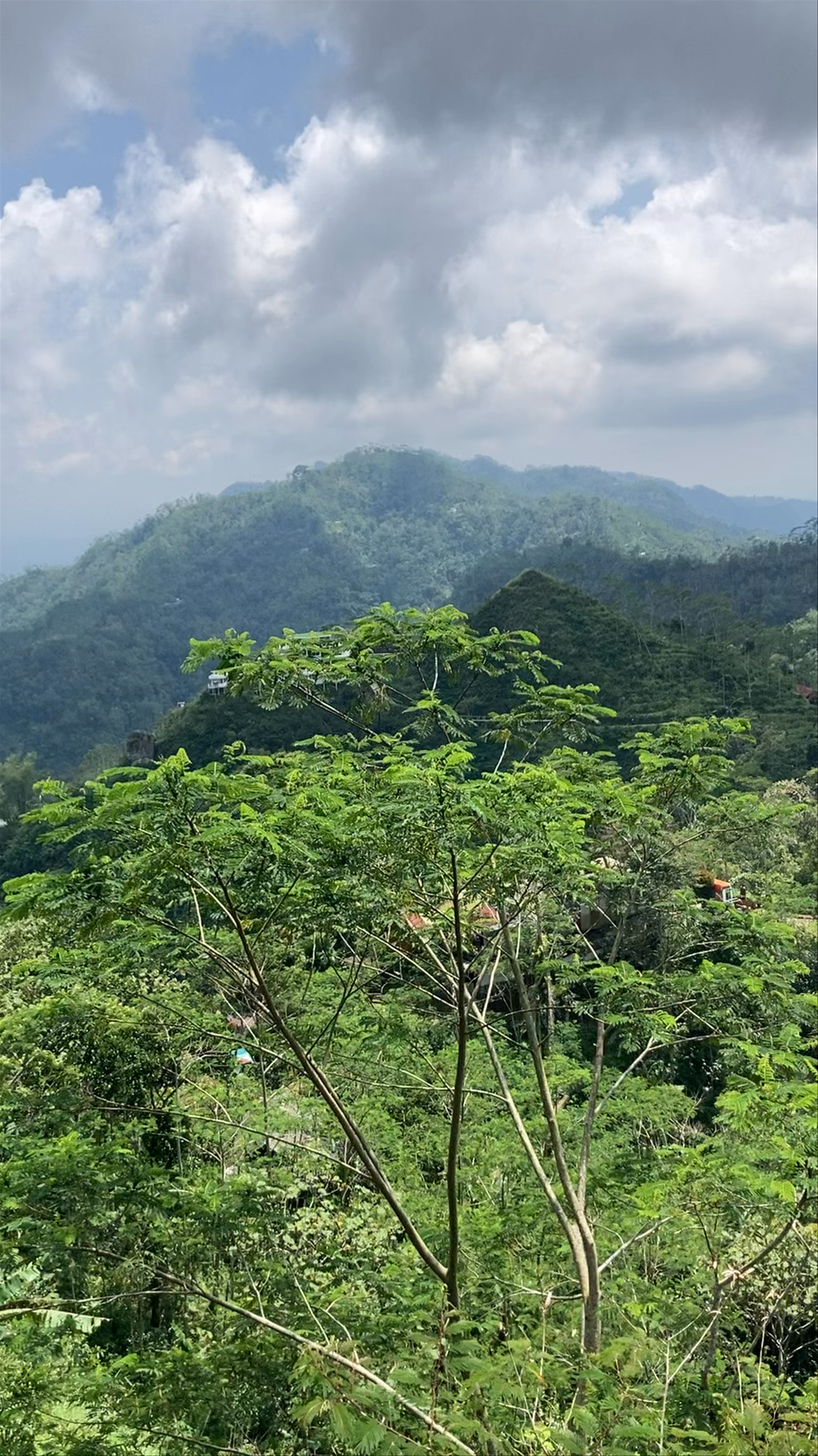 Lush Tea Plantations and Rolling Hills at Kebun Teh Nglinggo, Indonesia
