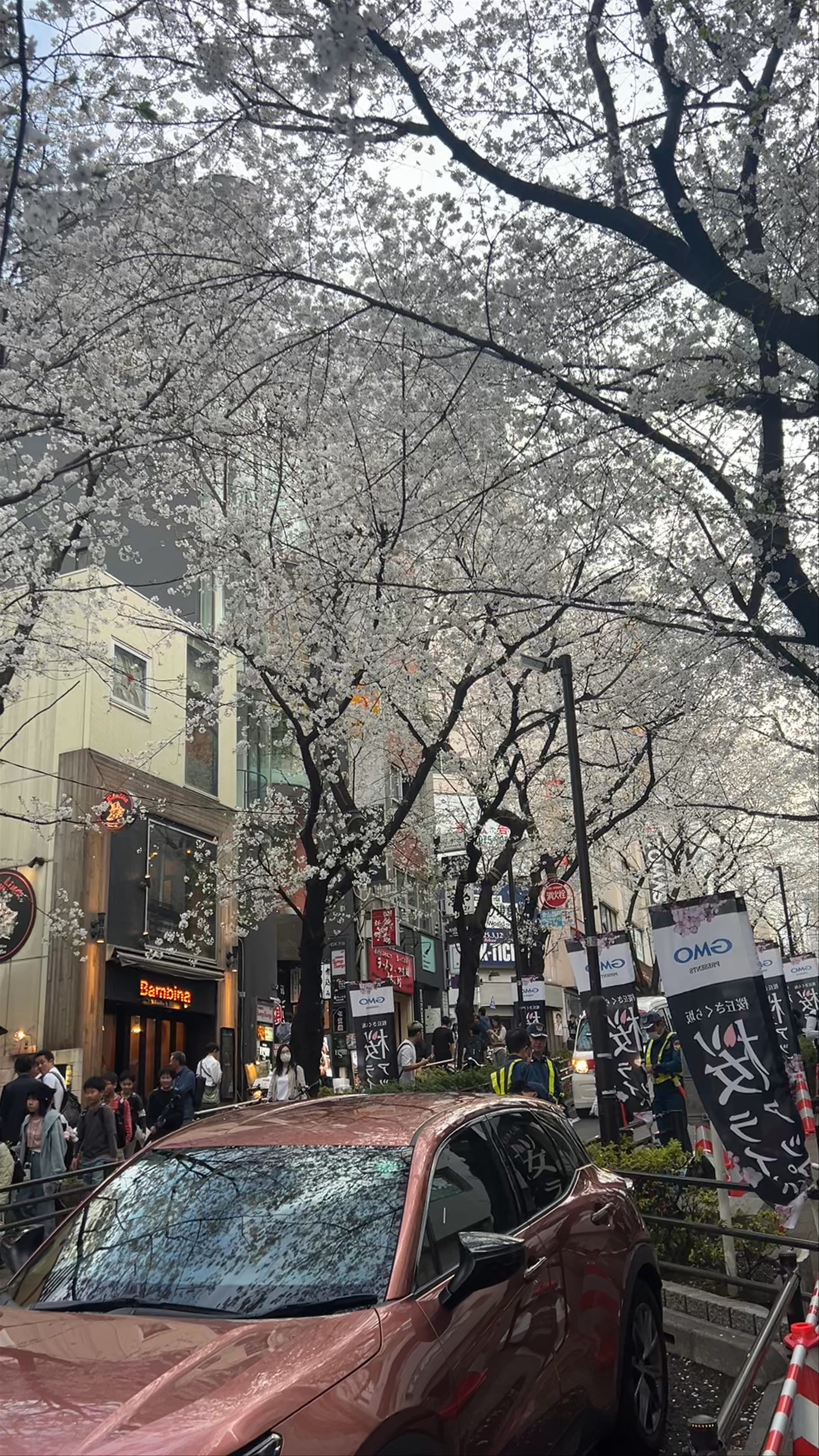 Shibuya Sakura Stage: Cherry Blossom Magic in Tokyo