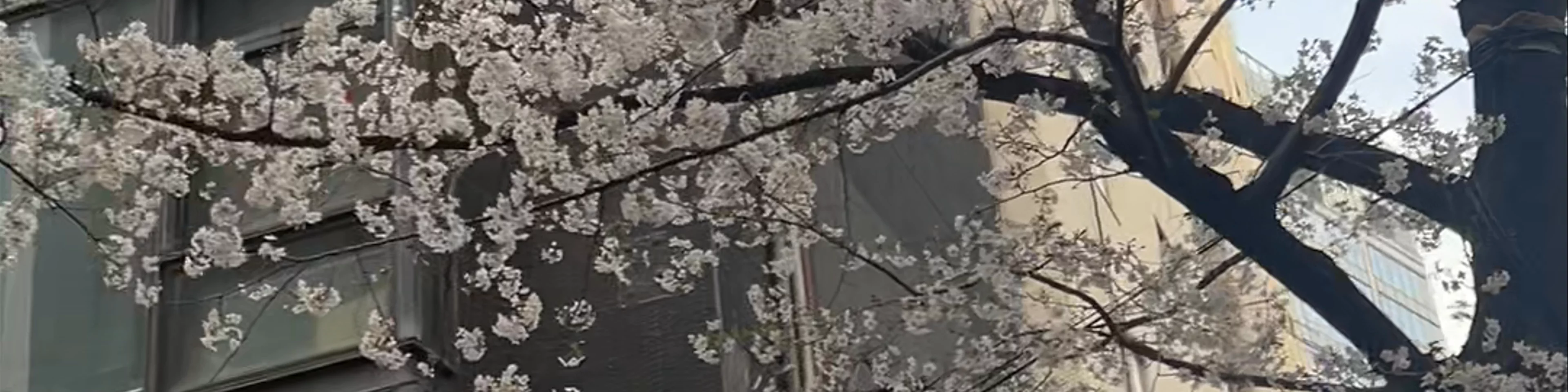 Shibuya Sakura Stage