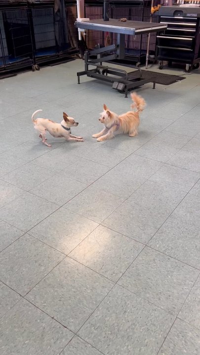 Wags To Whiskers - A dog and my dog playing around! - Pet Groomers Near Me - Long Beach, California