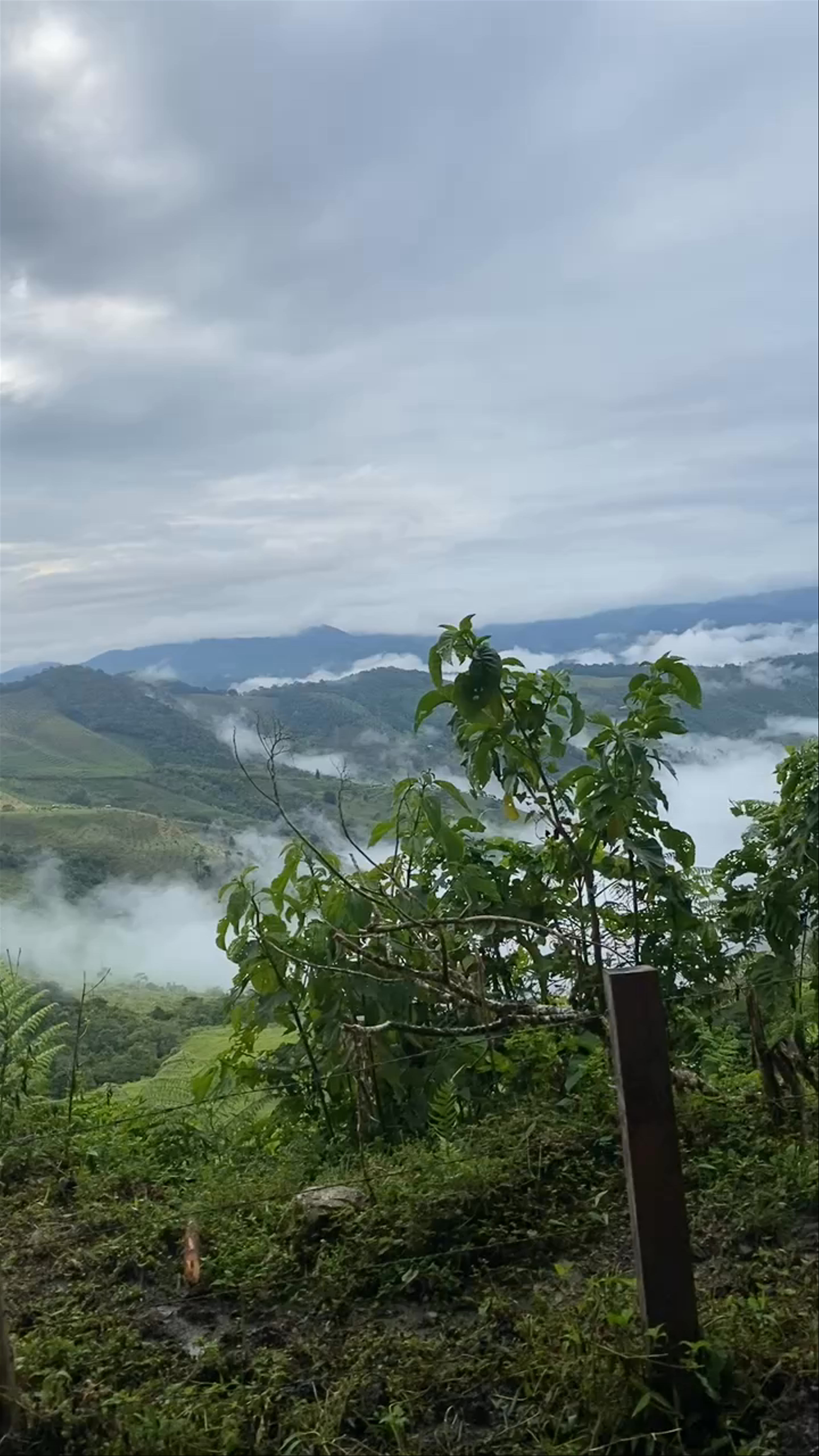 El Cairo Reserva Campestre