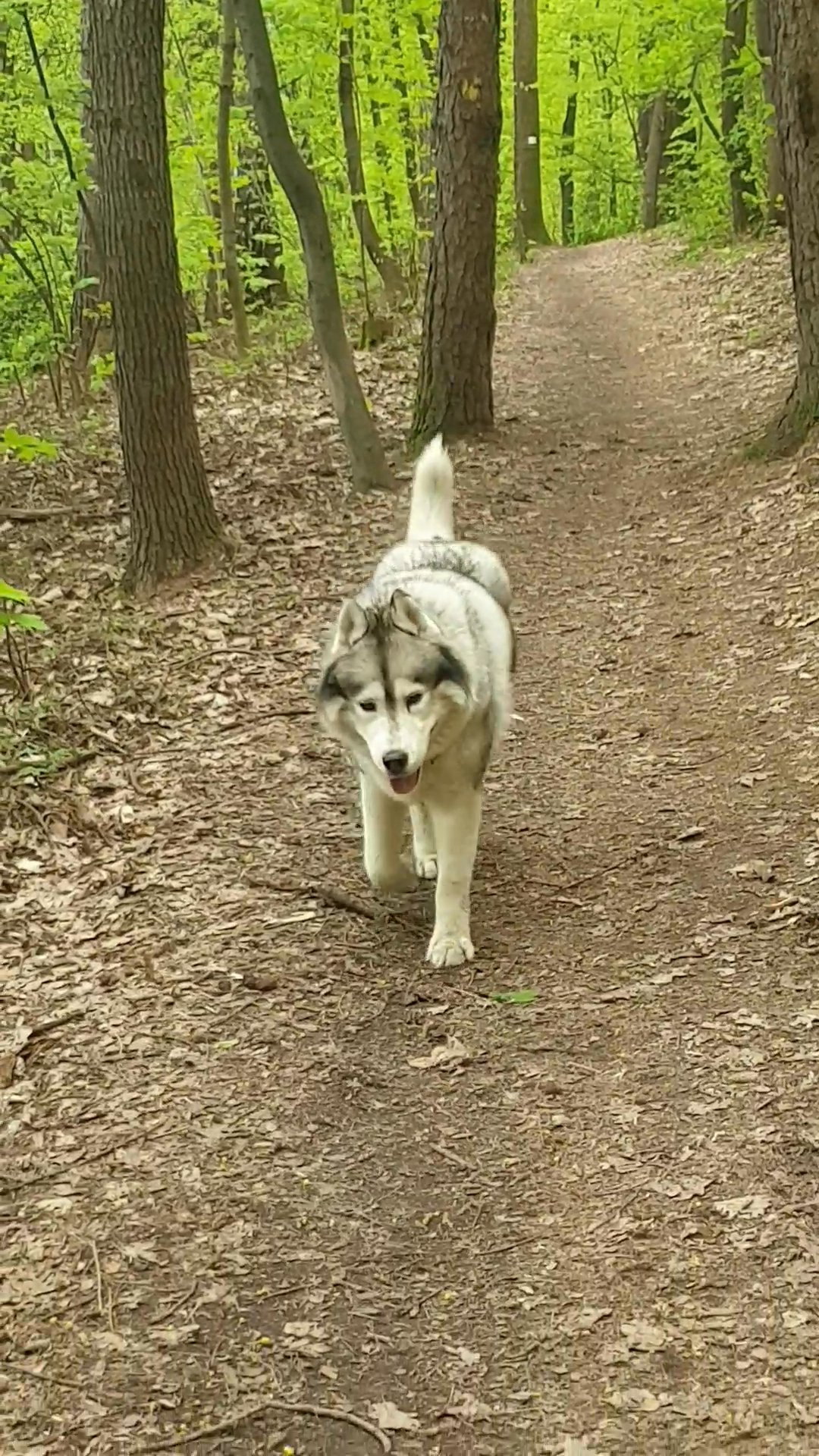 Walk the dogo. - Figa R.'s 9.3 km walk