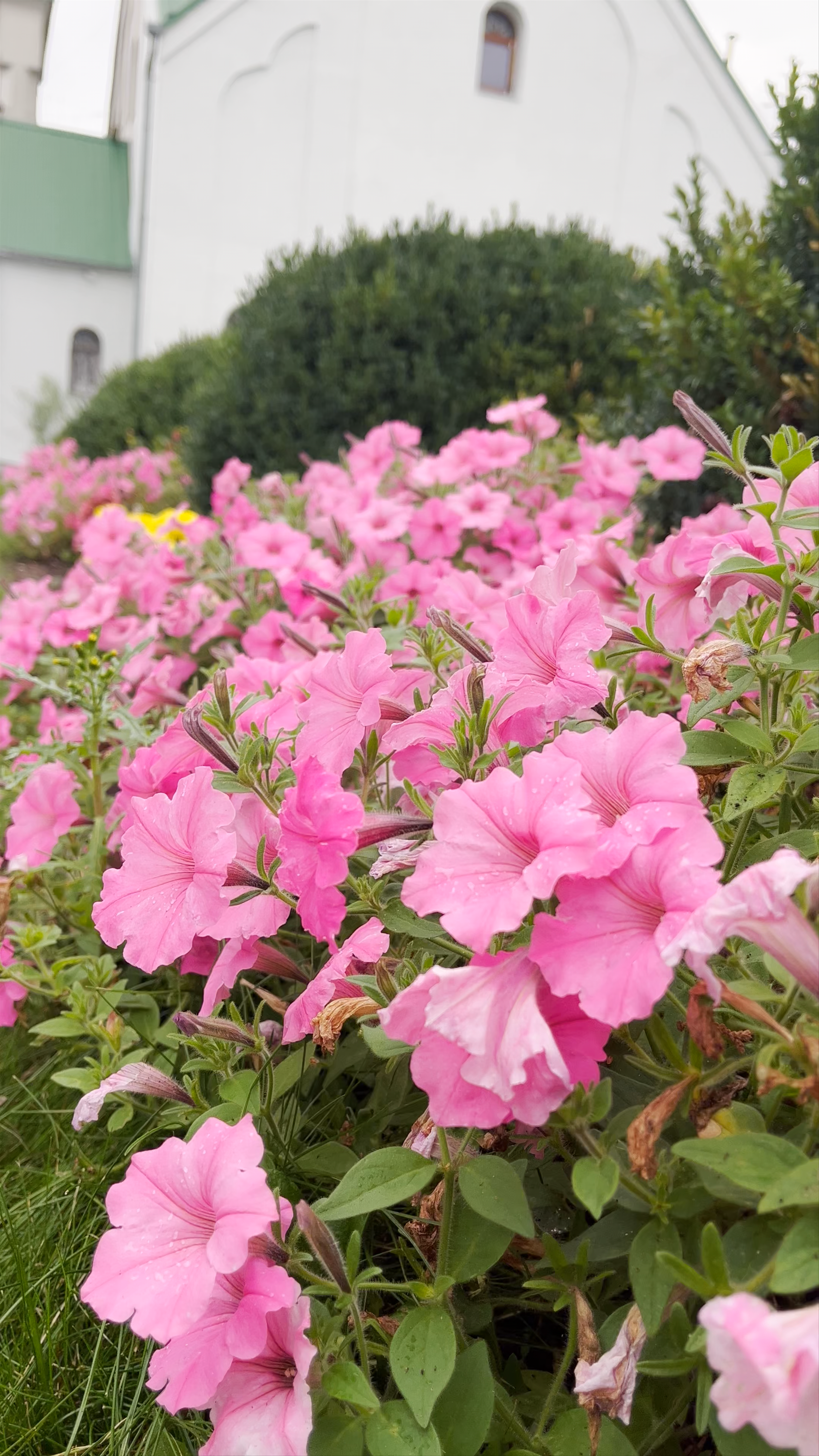 Līvānu Visu Svēto pareizticīgo baznīca: Tranquil Orthodox Church Gardens in Līvāni, Latvia