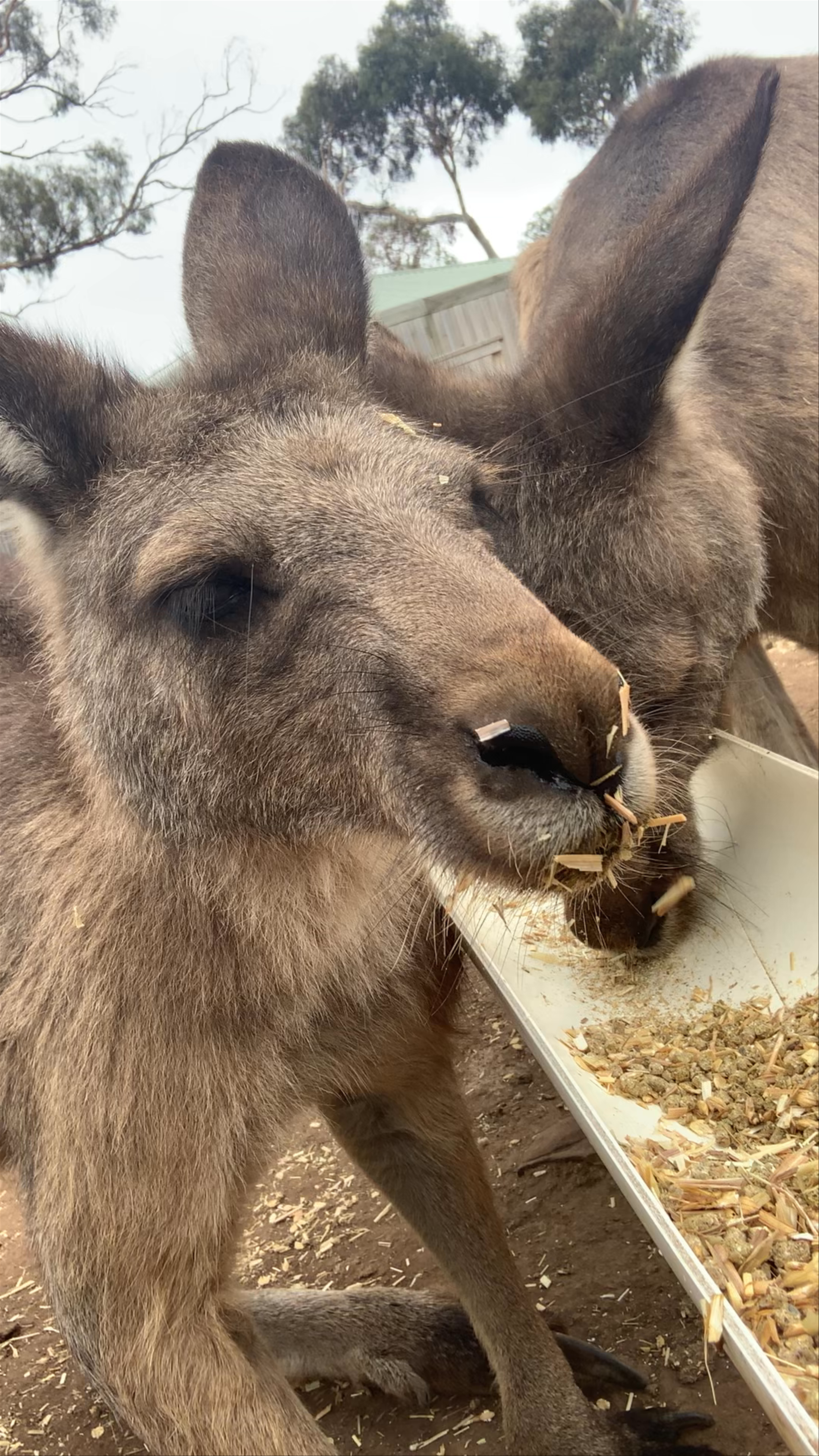 Bonorong Wildlife Sanctuary