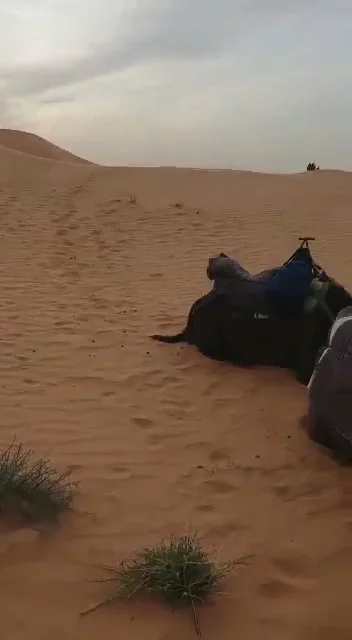Sahara Desert
