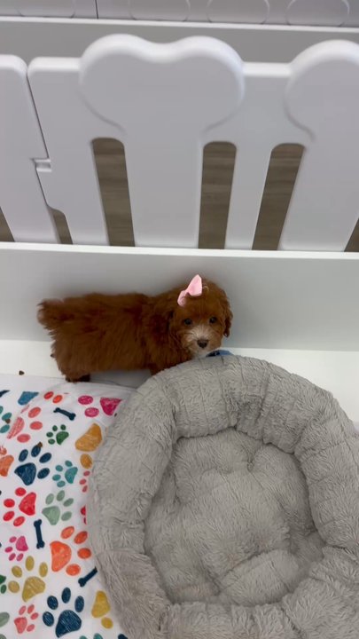 Paradise Puppies - Pet Stores Near Me - Pompano Beach, Florida