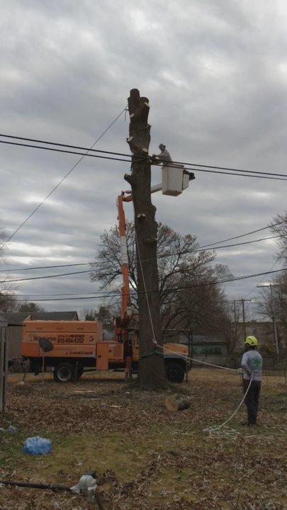 Omar Tree Services - Tree Services Near Me - Kansas City, Missouri
