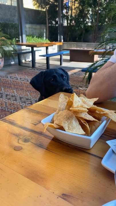 Playa - PSA. Theyre dog friendly and will bring your pup a bowl. - Mexican Near Me - Mill Valley, California