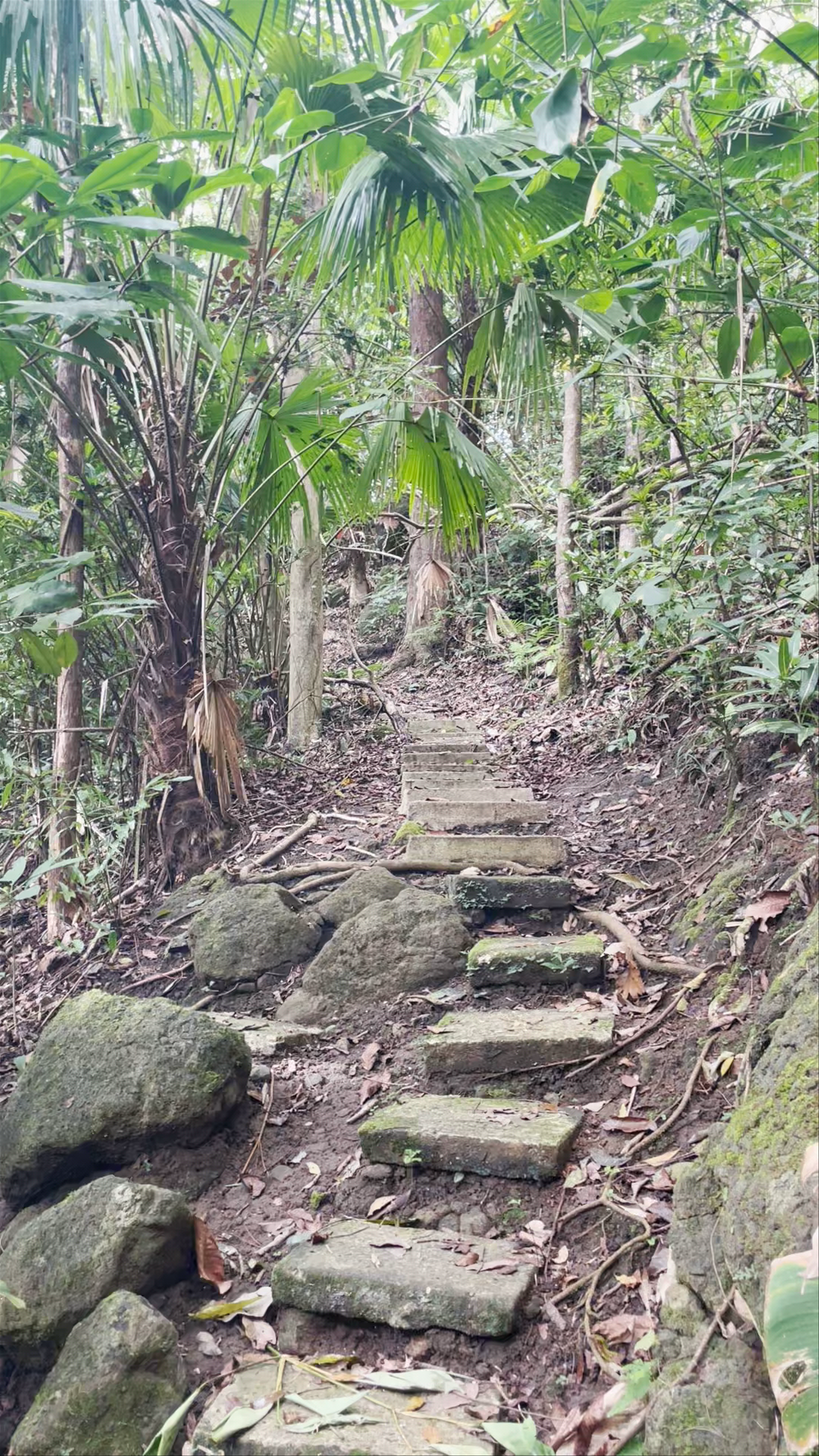 Mt. Bandilaan National Park